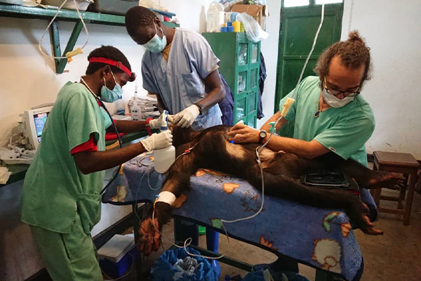 MedVet 01